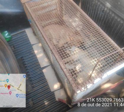 Mulher é multada em R$ 1,5 mil por maus-tratos a cachorros encontrados em carroceira no sol em Bonito