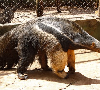 Tempestades em MS aumentam em 40% número de animais silvestres levados para o CRAS