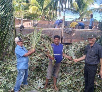 Bodoquena adquire 40 mil mudas de abacaxi para atender famílias da agricultura familiar