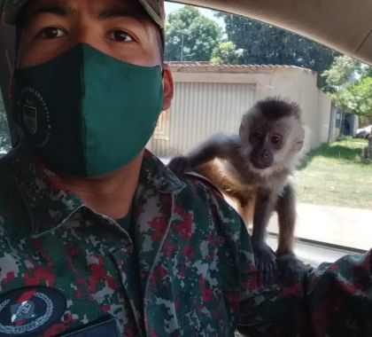 Homem é preso por criar um macaco-prego ilegalmente e por ameaça a funcionária da Prefeitura de Corumbá