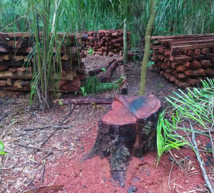 Mulher é multada em R$ 15 mil por degradação e exploração de madeira de área protegida em Bonito