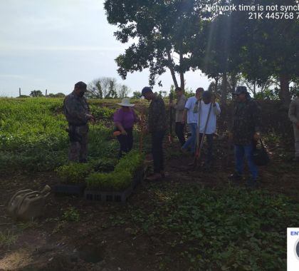 PMA de Corumbá, Institutos e voluntários realizam plantio de 500 mudas nativas em áreas queimadas no Pantanal