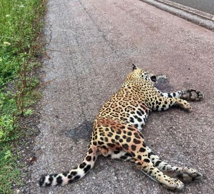 Com mais uma onça-pintada morta na BR-262, IHP alerta para adoção urgente de medidas para evitar atropelamentos