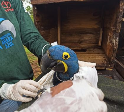 Filhote de arara azul ganha medalha em passeio de cachoeiras em Bonito