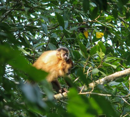 WTTC e Animondial lançam pesquisa sobre biodiversidade no turismo