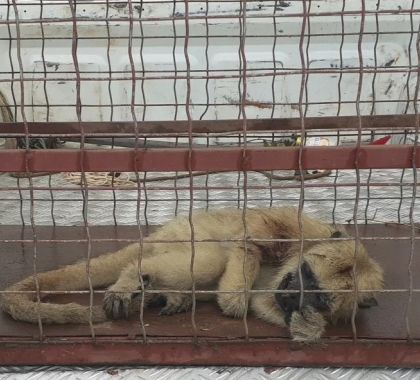 Bugio é capturado após cair de árvore e ser atacado por outros animais em Bonito