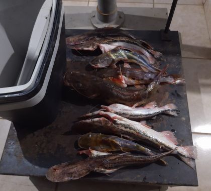 Empresária é presa em Distrito de Bonito com pescado acima da cota permitida