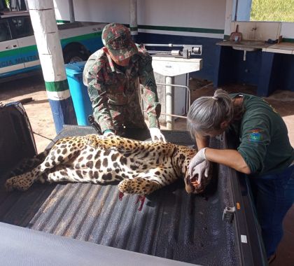 Onça-pintada de 103 kg atropelada na BR-262 é recolhida