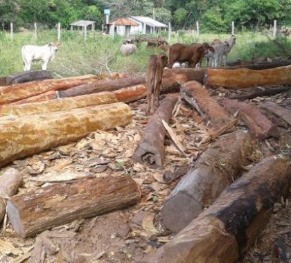 Produtor rural é multado em R$ 11 mil por exploração e armazenamento de madeira ilegal em Bonito