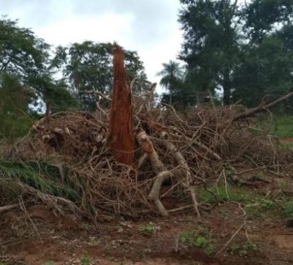 Pecuarista é multado por desmatamento de 21 hectares no interior de MS