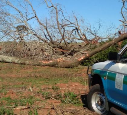 PMA multa pecuarista em Mundo Novo (MS) por desmatamento ilegal