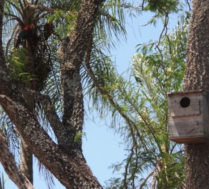 Falcão-relógio e Coruja suindara habitam ninhos artificiais em atrativo turístico em Jardim (MS)