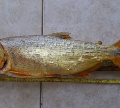 PMA prende e autua paranaense em R$ 2,9 mil por captura de dourado, peixe com pesca proibida, em Anastácio