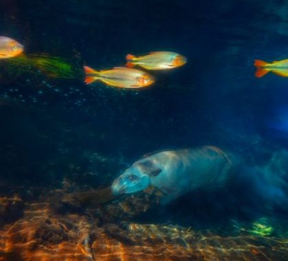 Imagem do Recanto Ecológico Rio da Prata é premiada em concurso internacional de fotografia